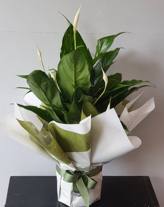 Spathiphyllum (Peace of Lily)